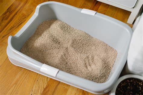 best natural cat litter|best eco friendly cat litter.